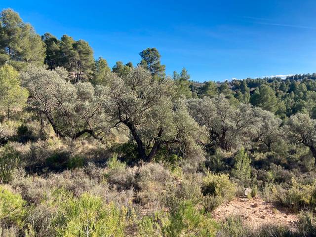 Terreno en Venta en Calaceite