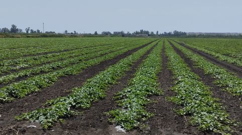 Finca agrícola de regadío en Almenara en producción, imatge 2