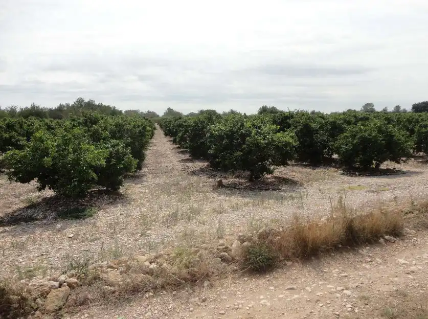 Terreno rustico in vendita a Traiguera