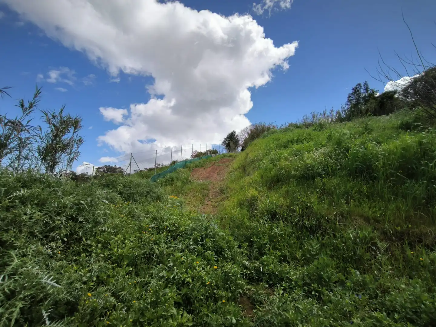 Finca rústica en venta en Moya (Las Palmas)