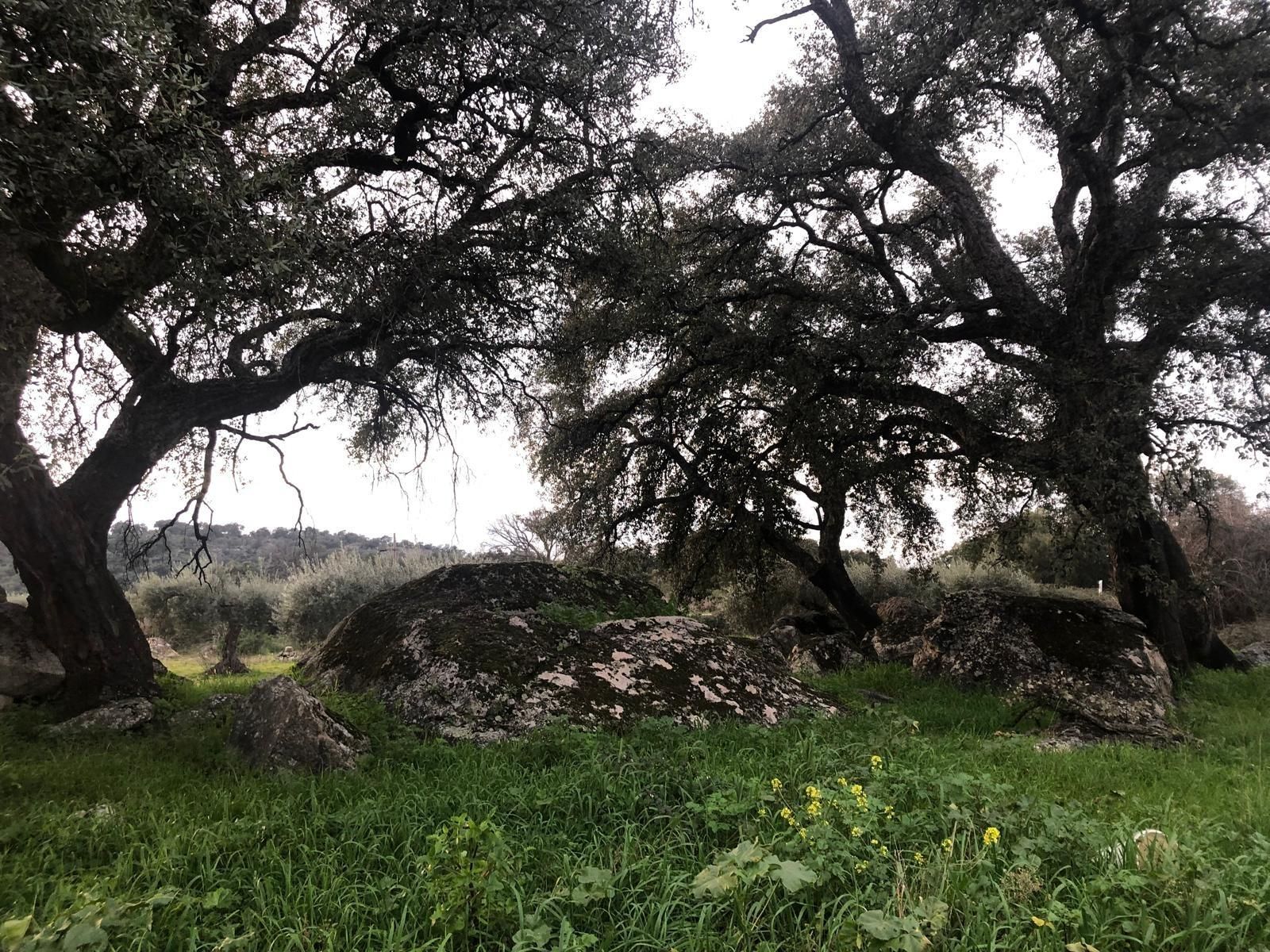 Land for sale in Montánchez
