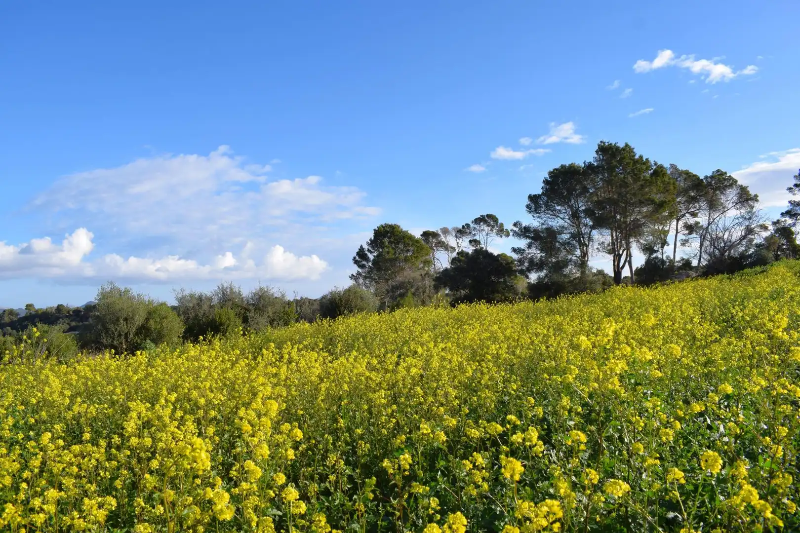 Residential land for sale in Muro, imagen 3