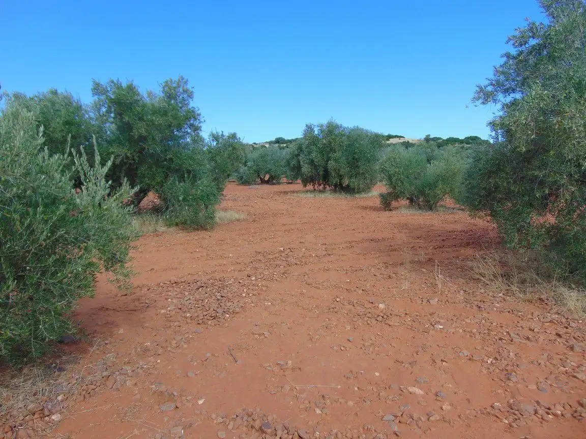 Rural land for sale in Valdepeñas, imagen 2