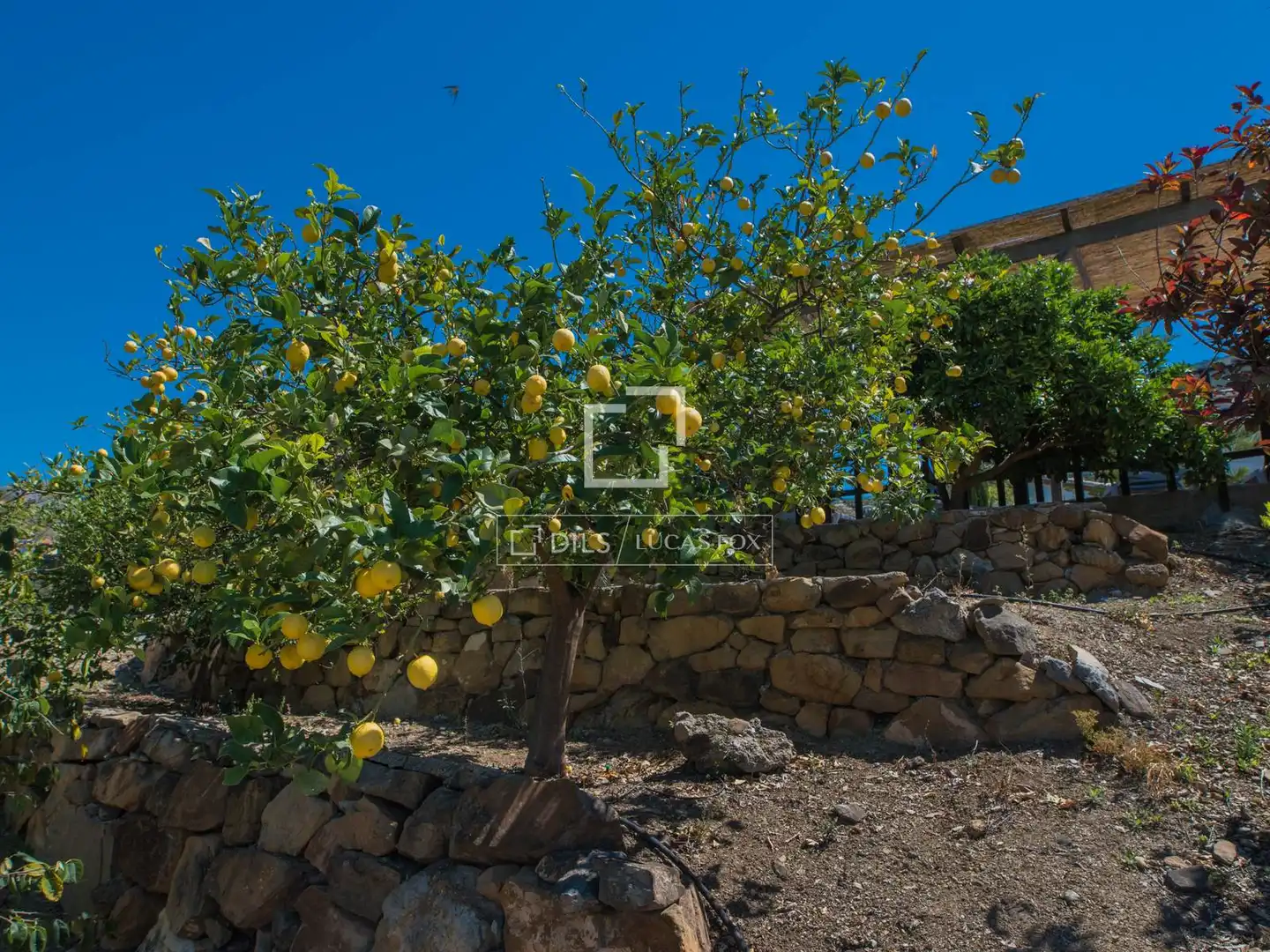 Casa rustica con terrazza in vendita a Alcaucín, imagen 4