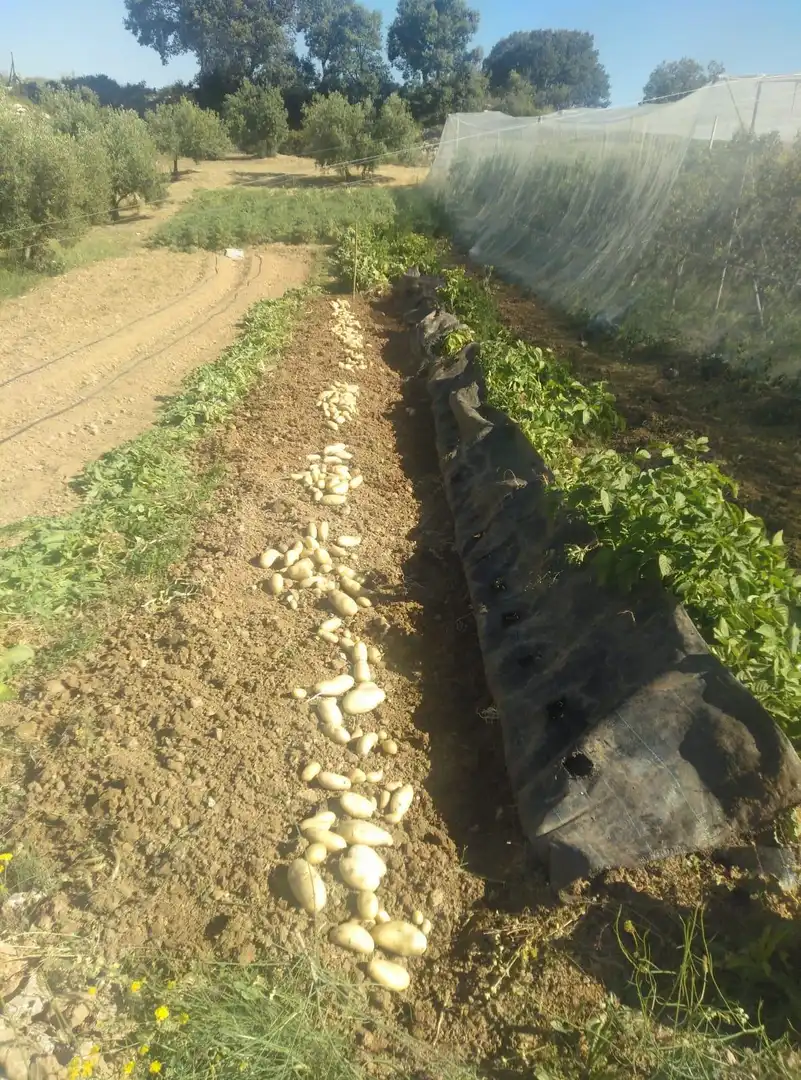 Maison rustique avec jardin à vendre à Cogollos de la Vega, imagen 93