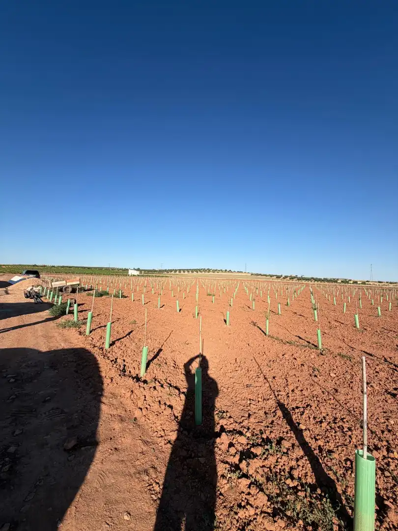 Terreno rustico in vendita a Membrilla, imagen 2