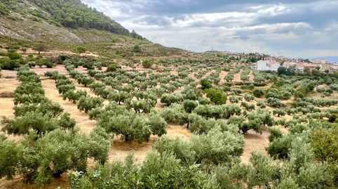 NIVAR  FINCA DE OLIVOS, immagine 2