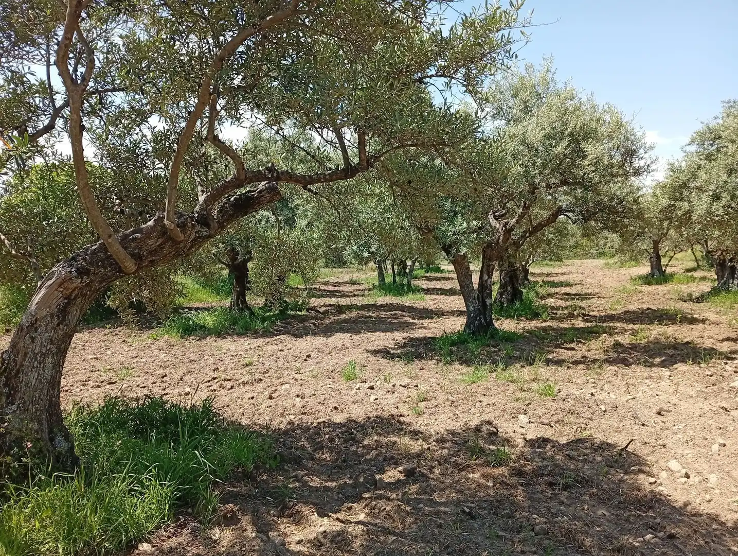 Terreni e lotti in vendita a Villanueva de la Vera, imagen 11