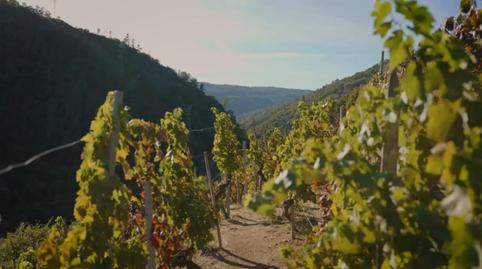 Photo 2 of Land for sale in Pantón, Lugo