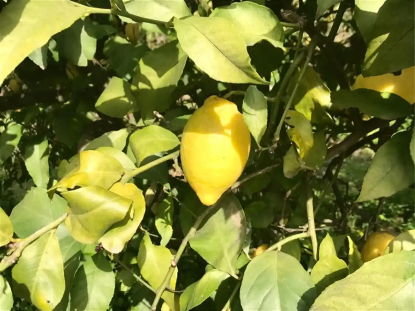 Jardí de Finca rústica en venda en Estepona amb Aire condicionat