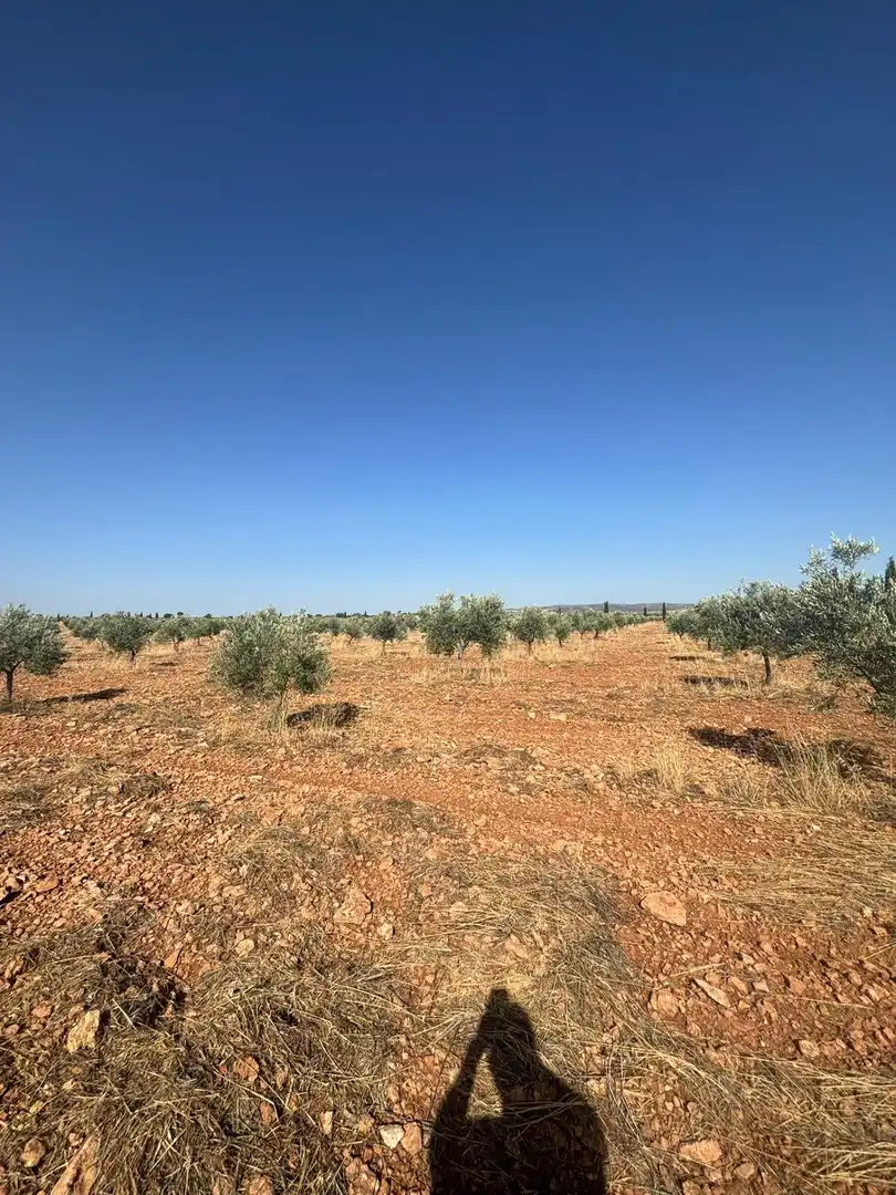 Rural land for sale in Valdepeñas, imagen 7