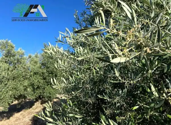 Terreni e lotti in vendita a Baeza
