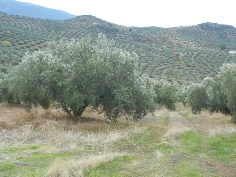 Terreni e lotti in vendita a Martos, imagen 3