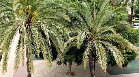 Photo 2 of Flat to rent in Calle Maestro Luis Torregrosa, 9, Pla de Bon Repós, Alicante