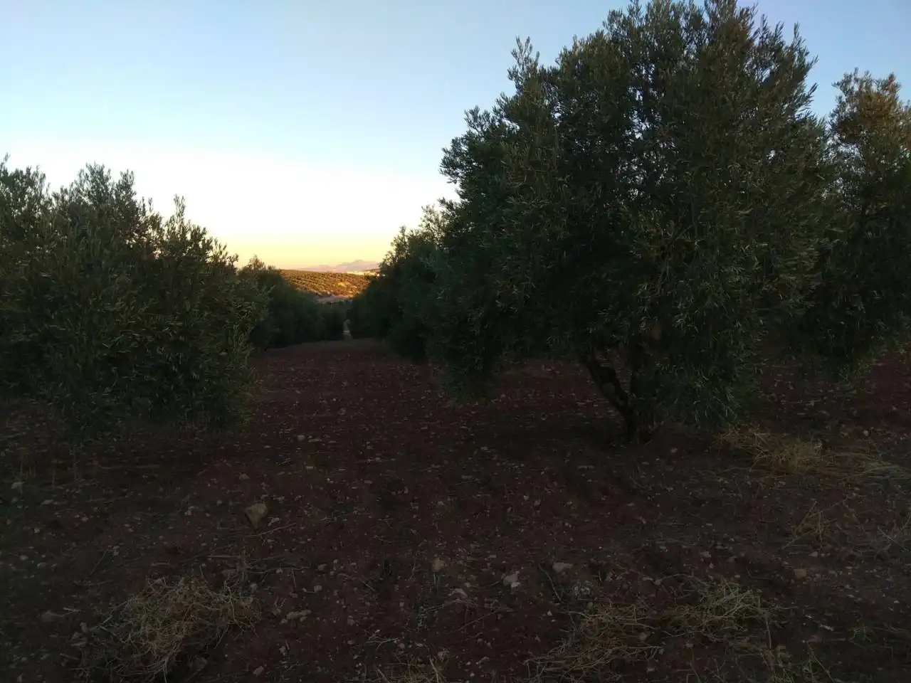 Terrain rustique à vendre à Baena, imagen 3