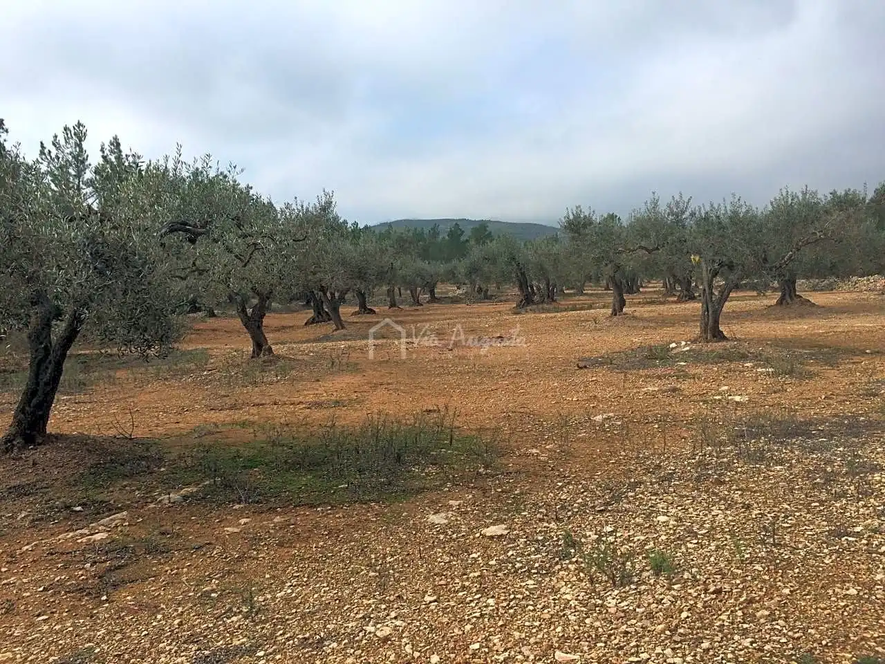 Terreno rustico in vendita a Burga, imagen 6