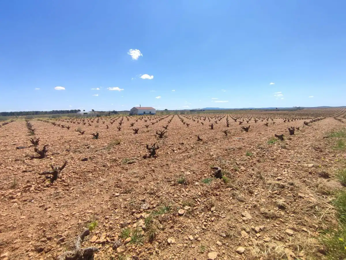 Rural land for sale in Valdepeñas, imagen 3