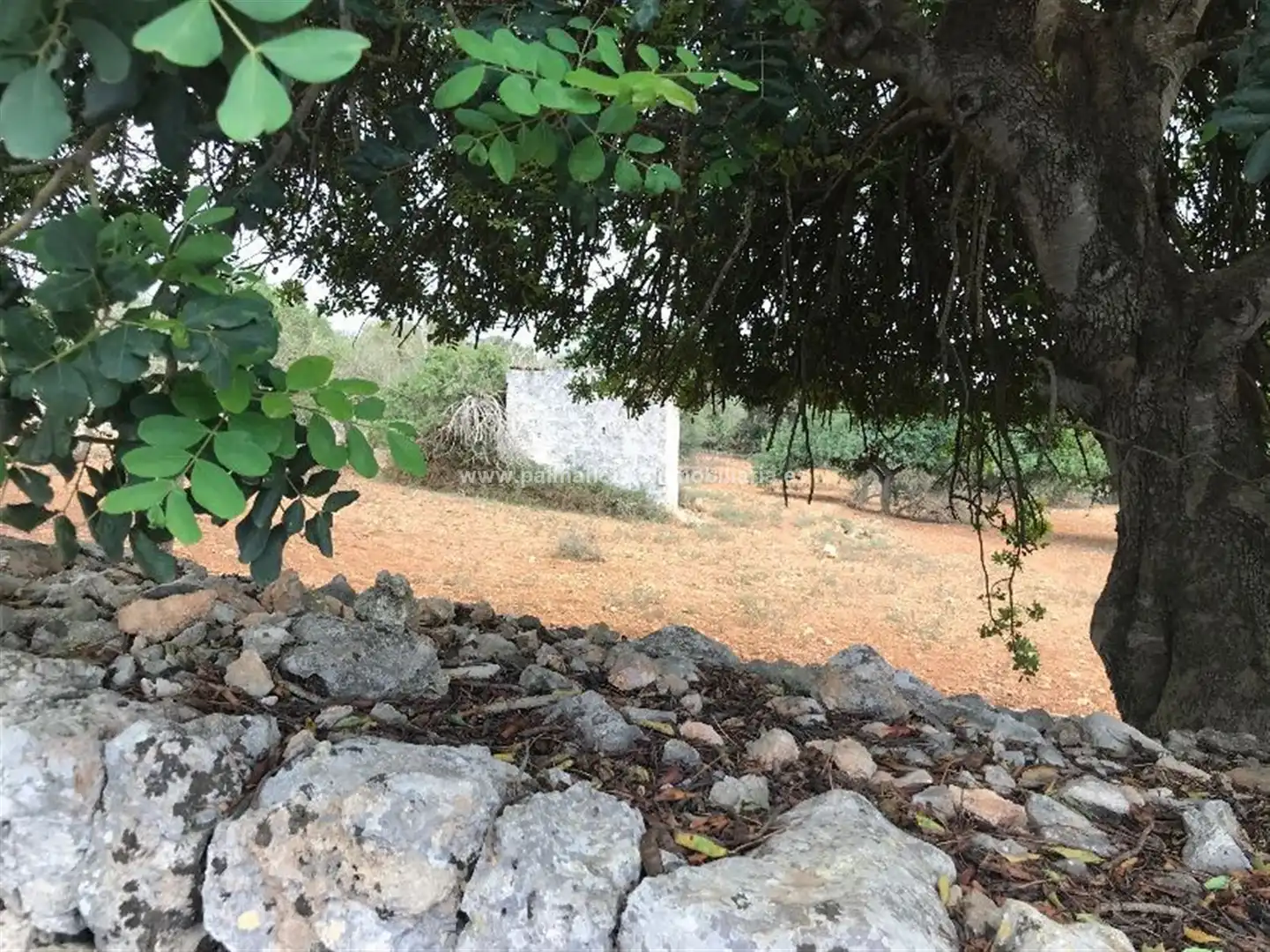 Wohnbaugrundstück zum Verkauf in Muro, imagen 14