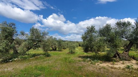 Foto 5 de Finca rústica en venta en Arroyo Levante, Bailén, Jaén