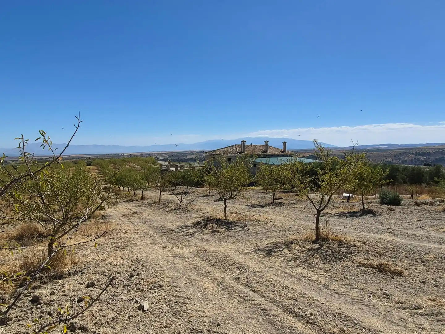 Terreny rústic en venda a Alhama de Granada, imagen 13