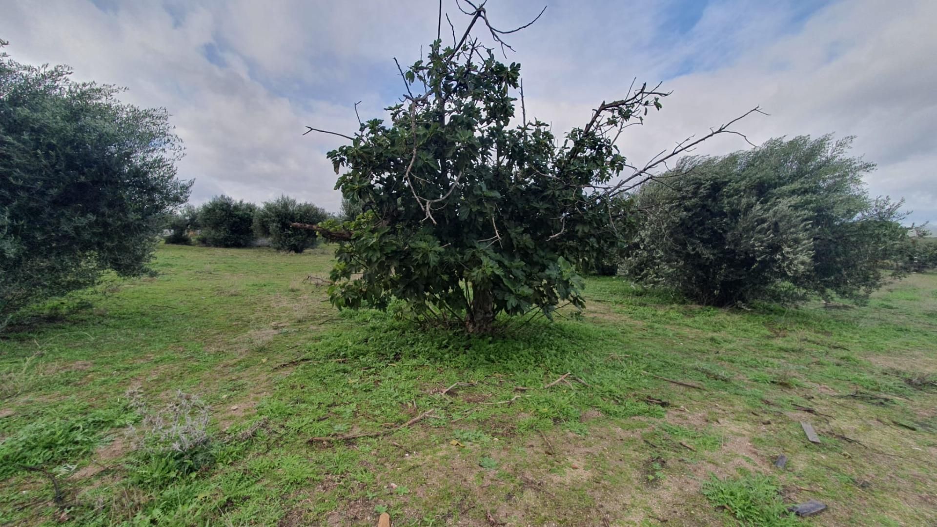 Finca rústica en venda a Aldea del Fresno