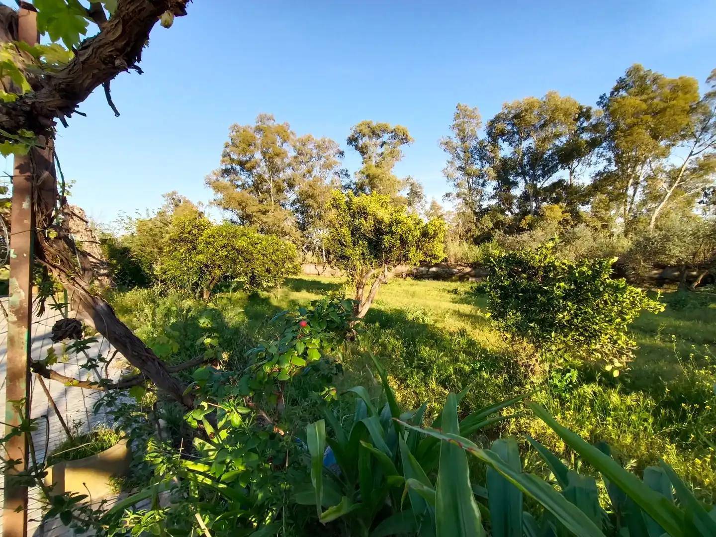 Grundstücke zum Verkauf in Valverde de Mérida