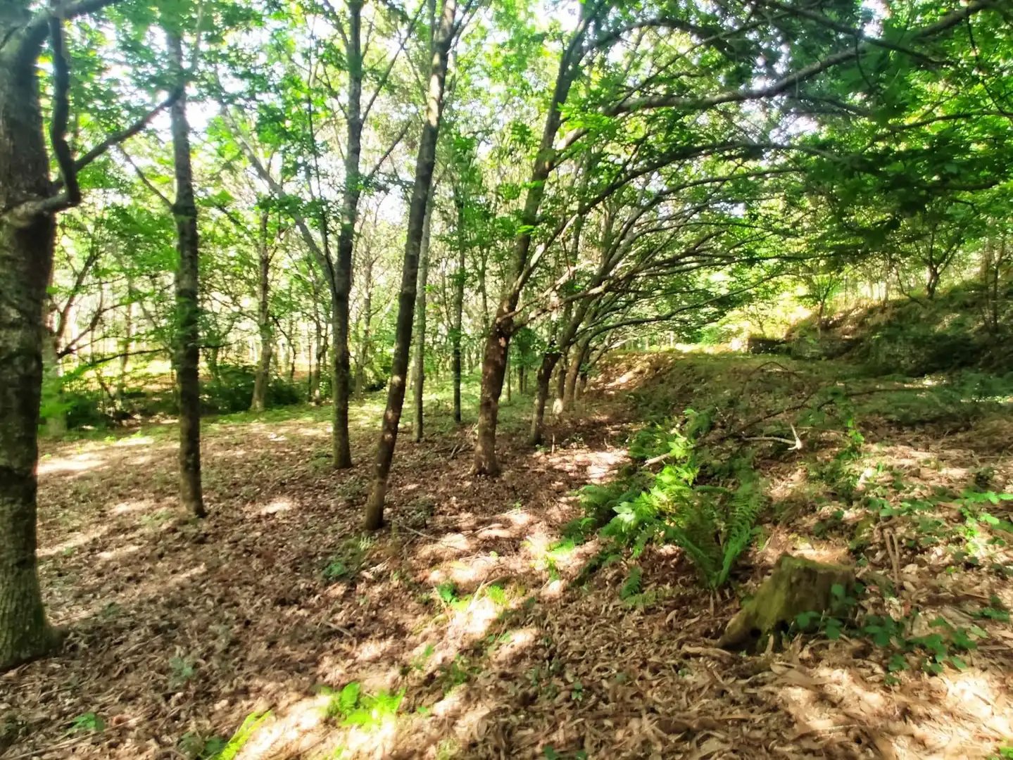 Rural land for sale in Parroquias Rurales, imagen 6