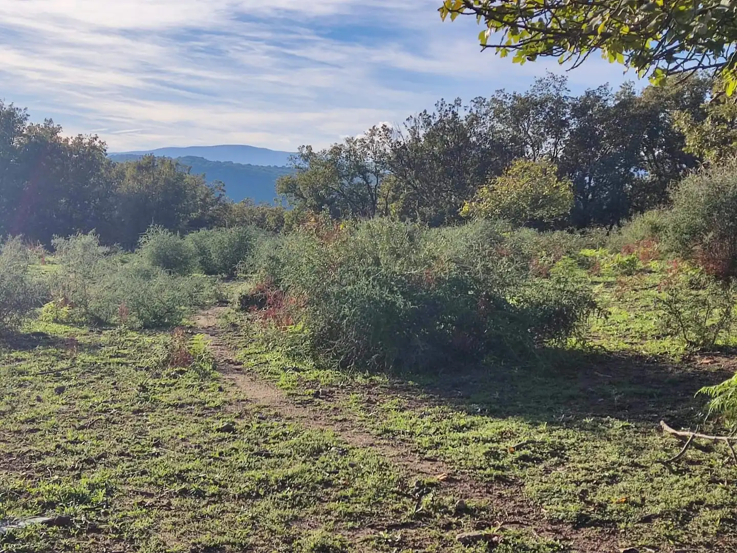 Terreni e lotti in vendita a Jarandilla de la Vera, imagen 39
