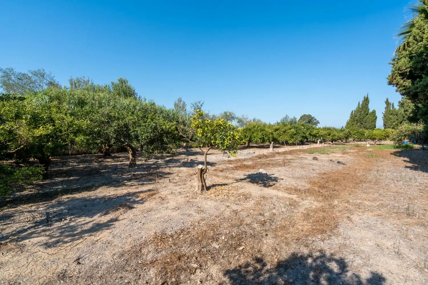 Rural land for sale in Deltebre, imagen 7