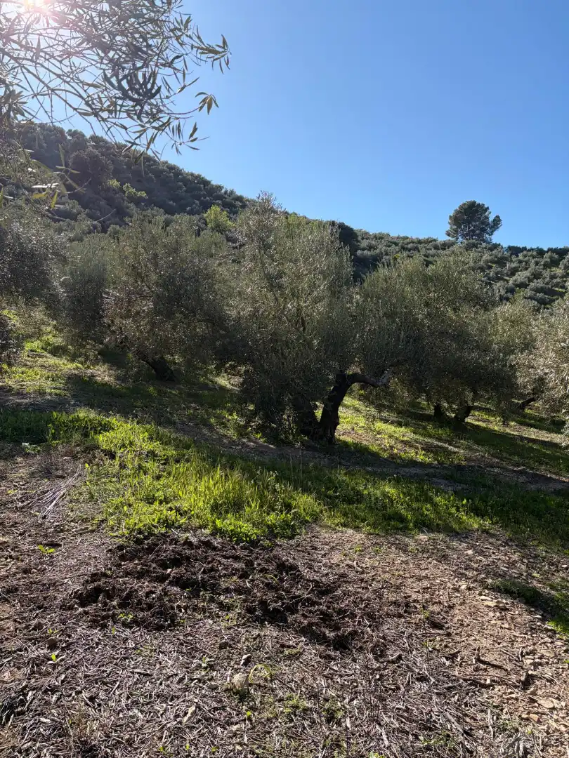 Terreny rústic en venda a Priego de Córdoba, imagen 10