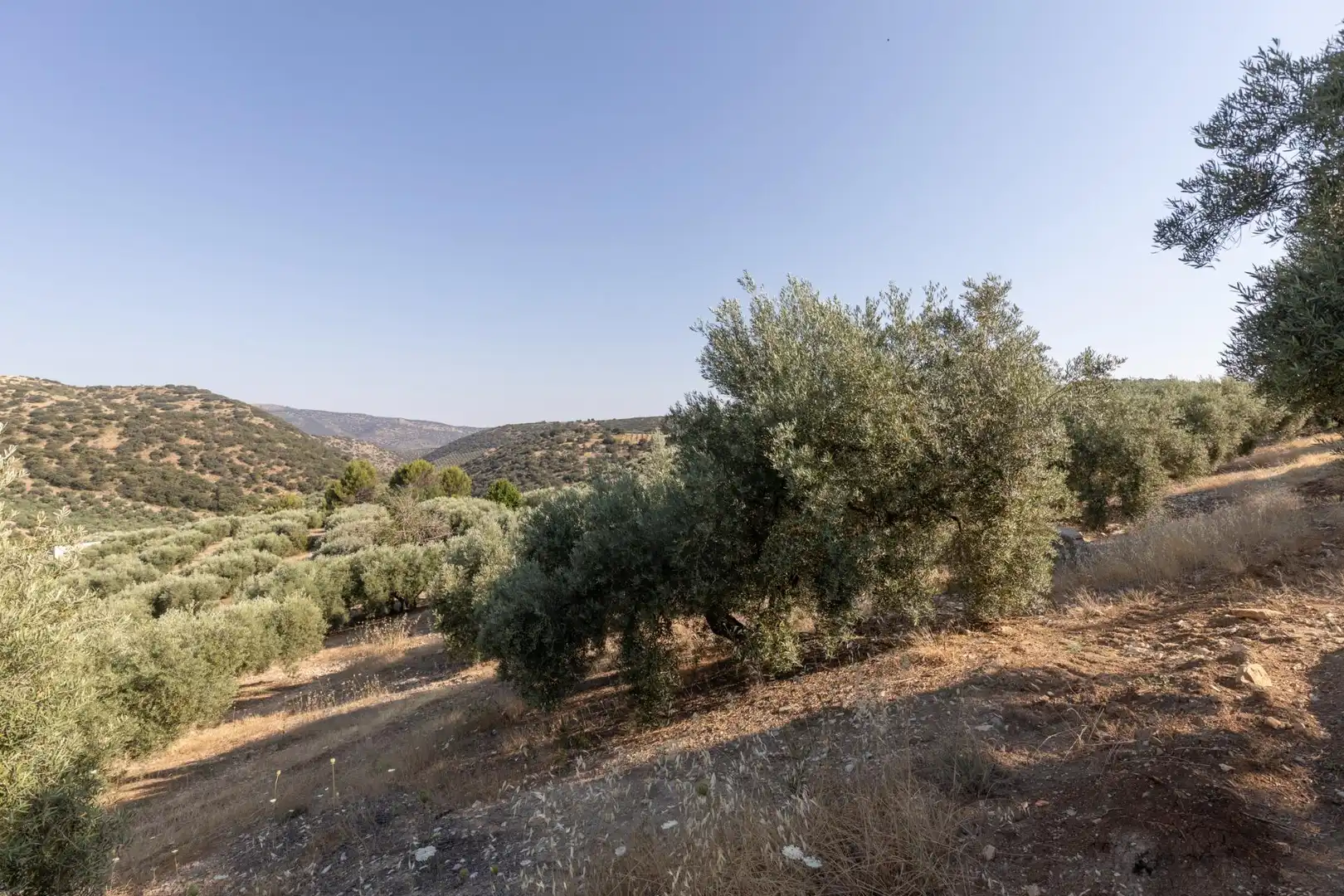 Terreni e lotti in vendita a Lugar Lugar del Cortijo Aguadero, imagen 41