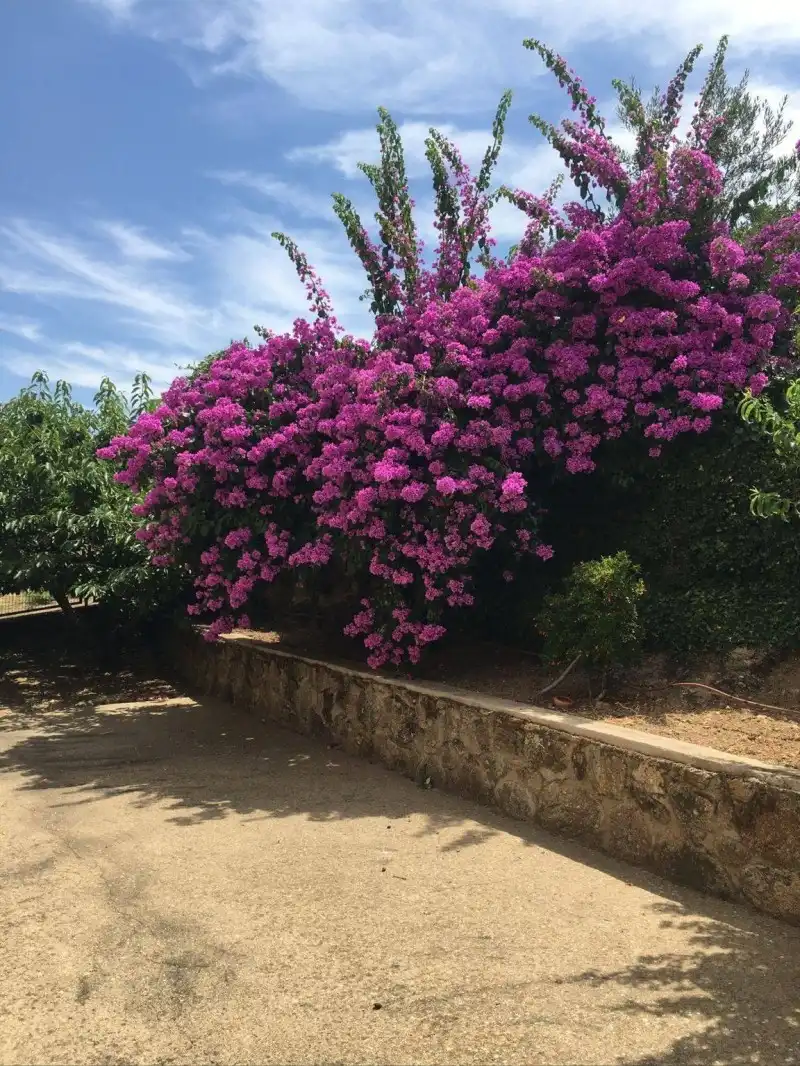 Jardí de Casa o xalet en venda en Valdastillas amb Aire condicionat, Calefacció i Terrassa