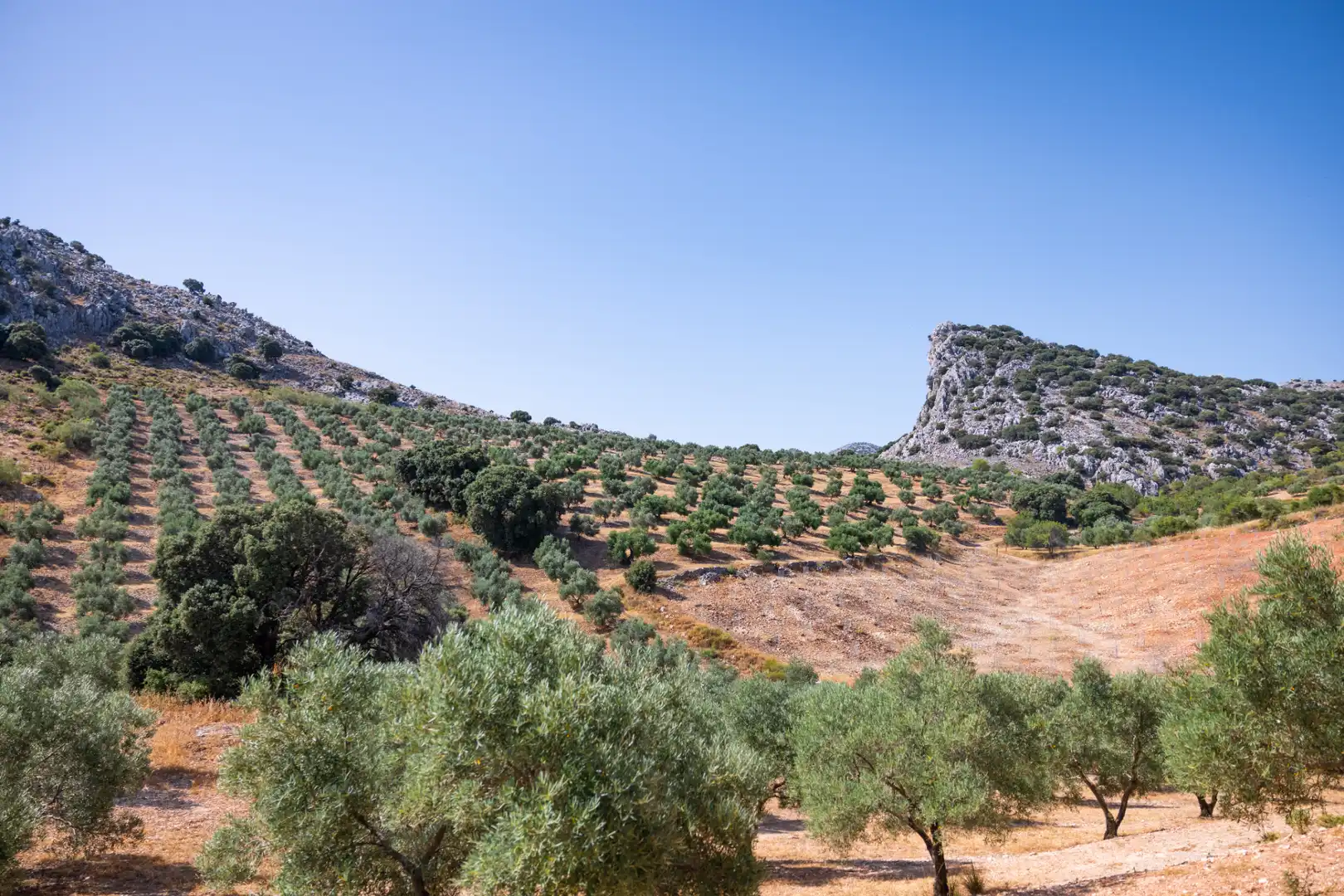 Finca rústica en venta en Montejaque con Aire acondicionado, Jardín privado y Terraza