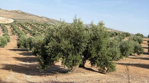 Finca de Olivar en Plena Producción