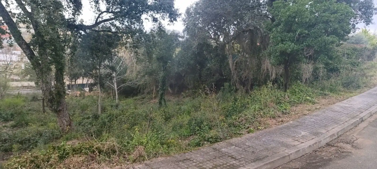Terreno residencial en venta en Riudarenes, imagen 4