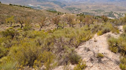 Terreno en venta en Alcolea, imagen 3