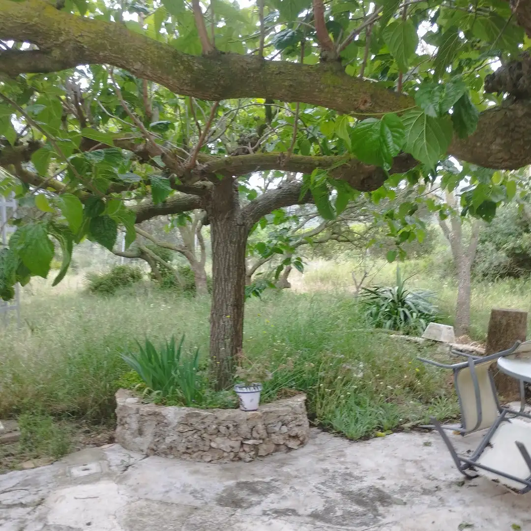 Garden of Industrial land for sale in Moncofa