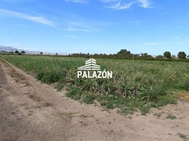 Terreno rustico in vendita a Crevillent