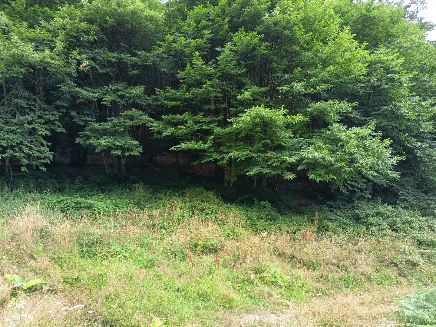 Land for sale in Basaburua