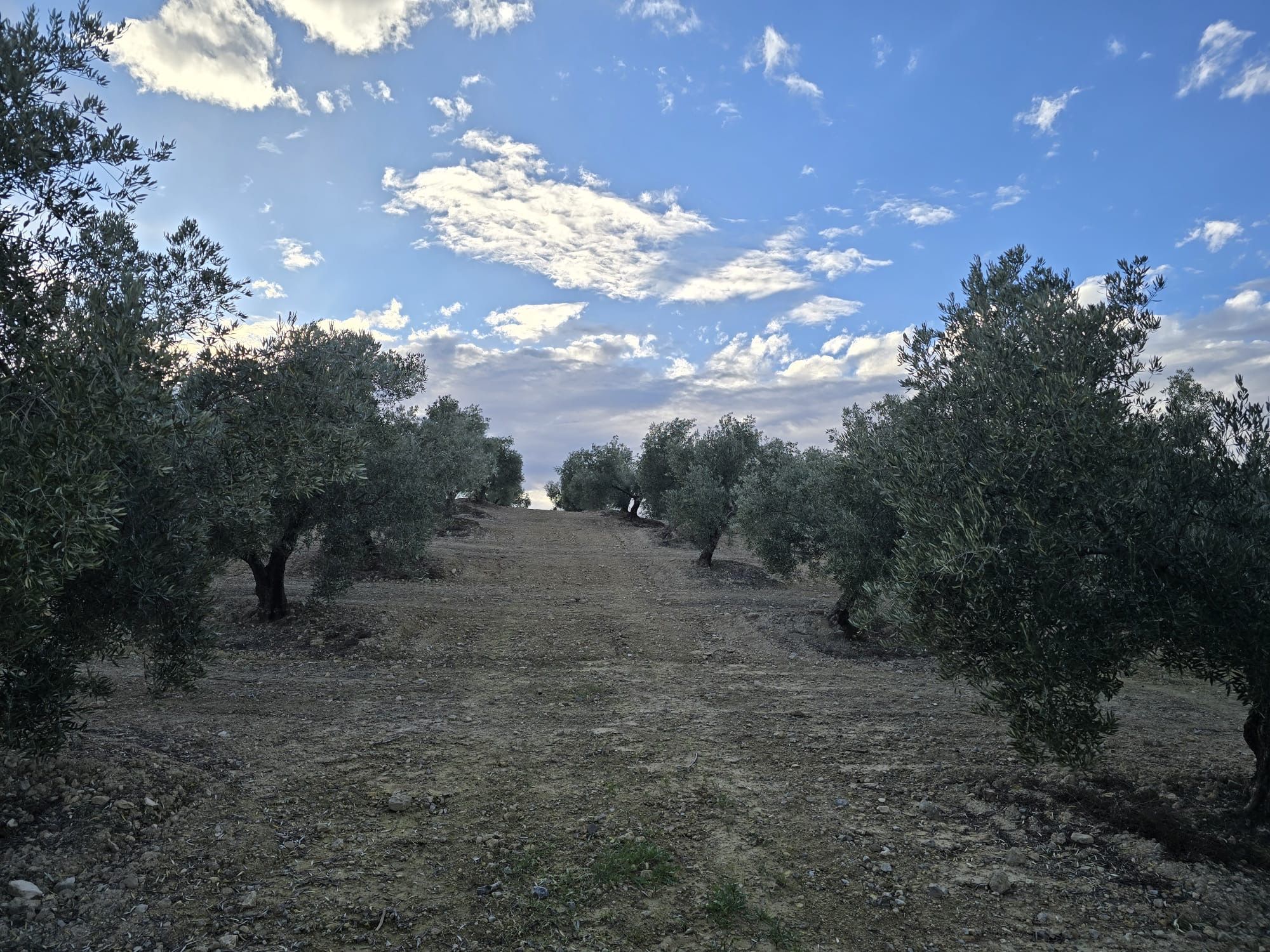 Land for sale in La Roda de Andalucía
