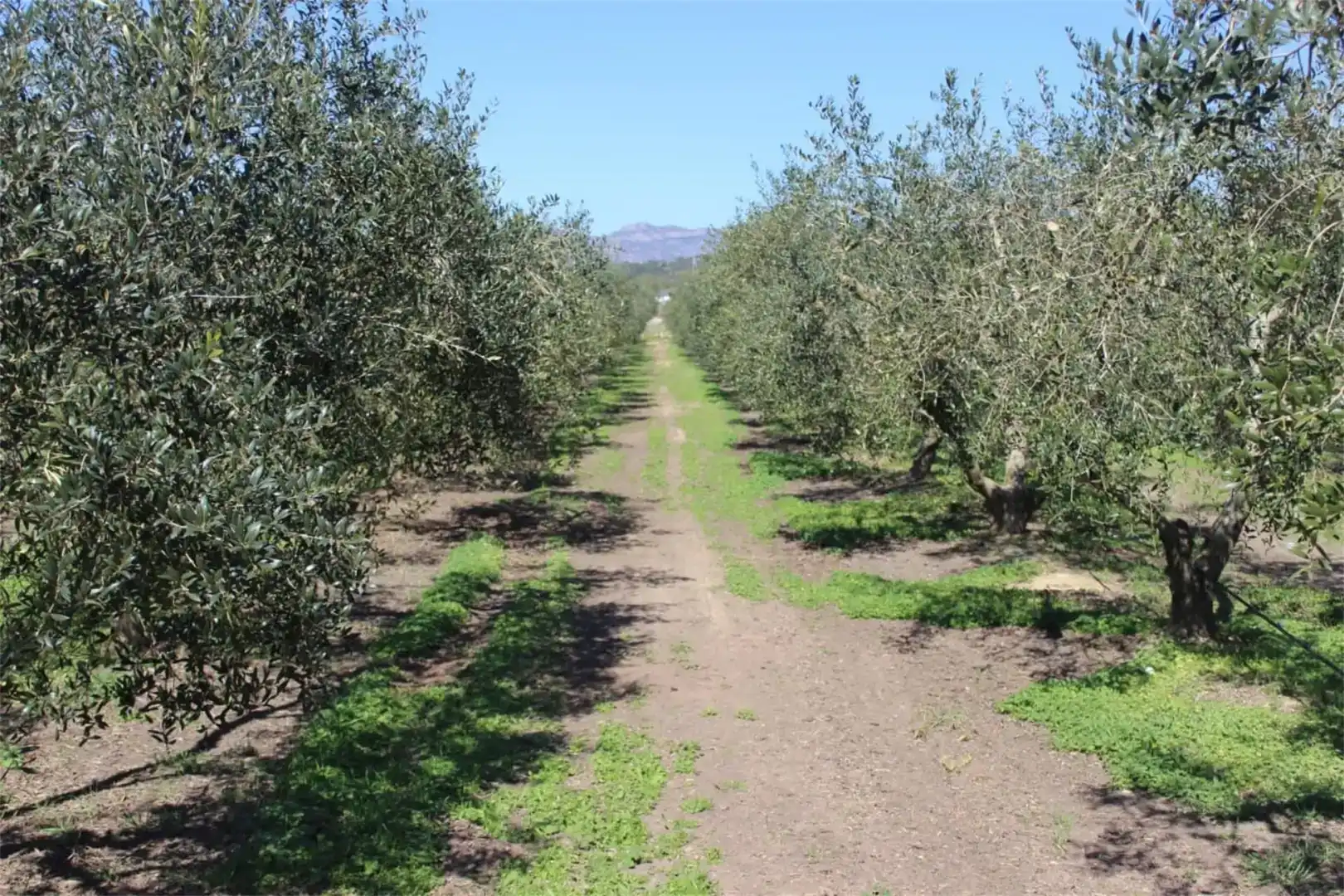 Vista exterior de Finca rústica en venda en Móra la Nova amb Aire condicionat i Piscina