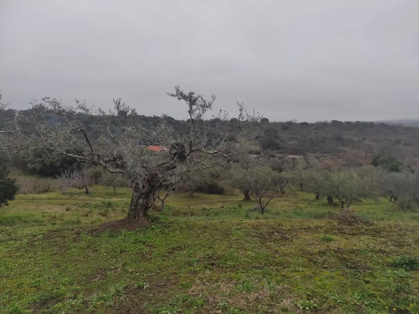 Terreno en venta en Plasencia