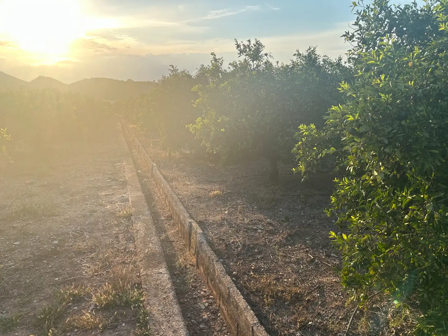 Terreny rústic en venda a Palma de Gandia, imagen 4