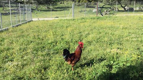 Foto 2 de Finca rústica en venda a El Pedroso, Sevilla