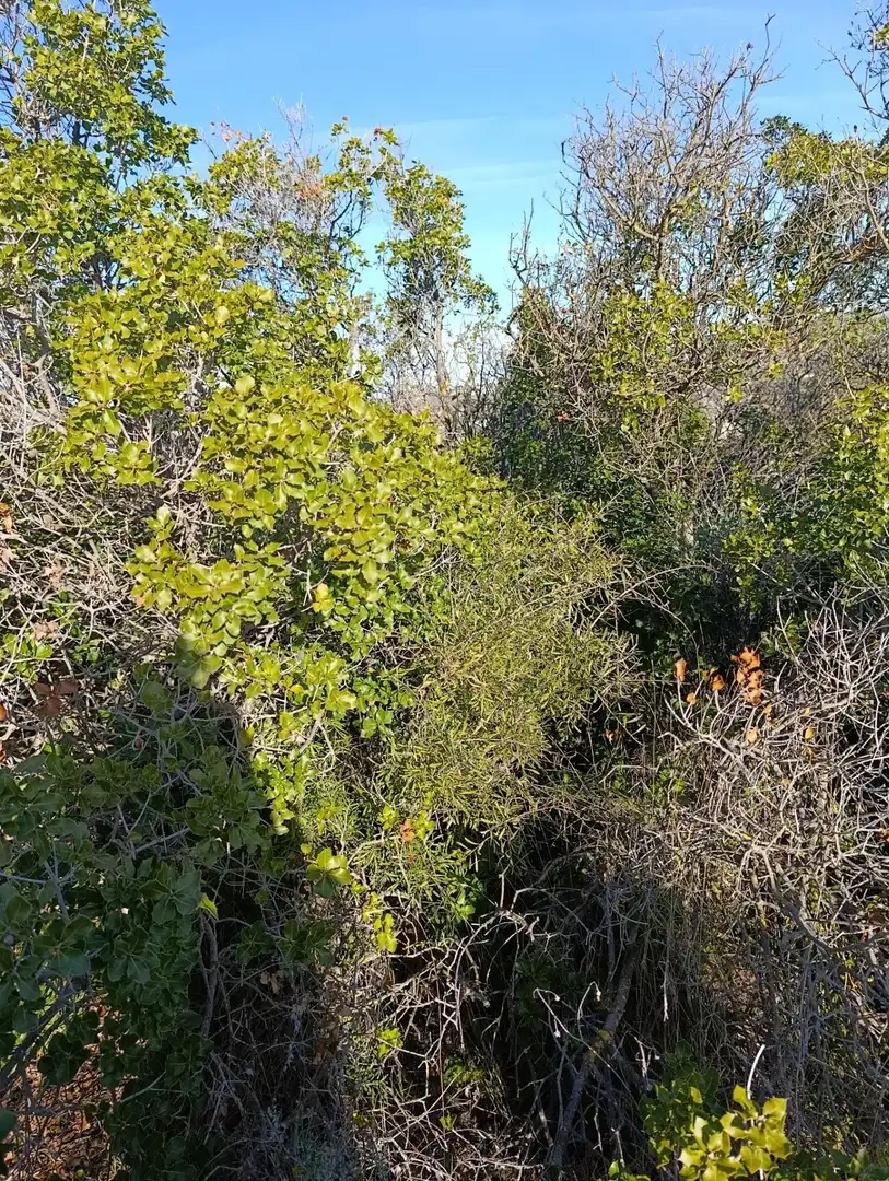 Terreny rústic en venda a Ribera de Molina - Torrealta, imagen 4