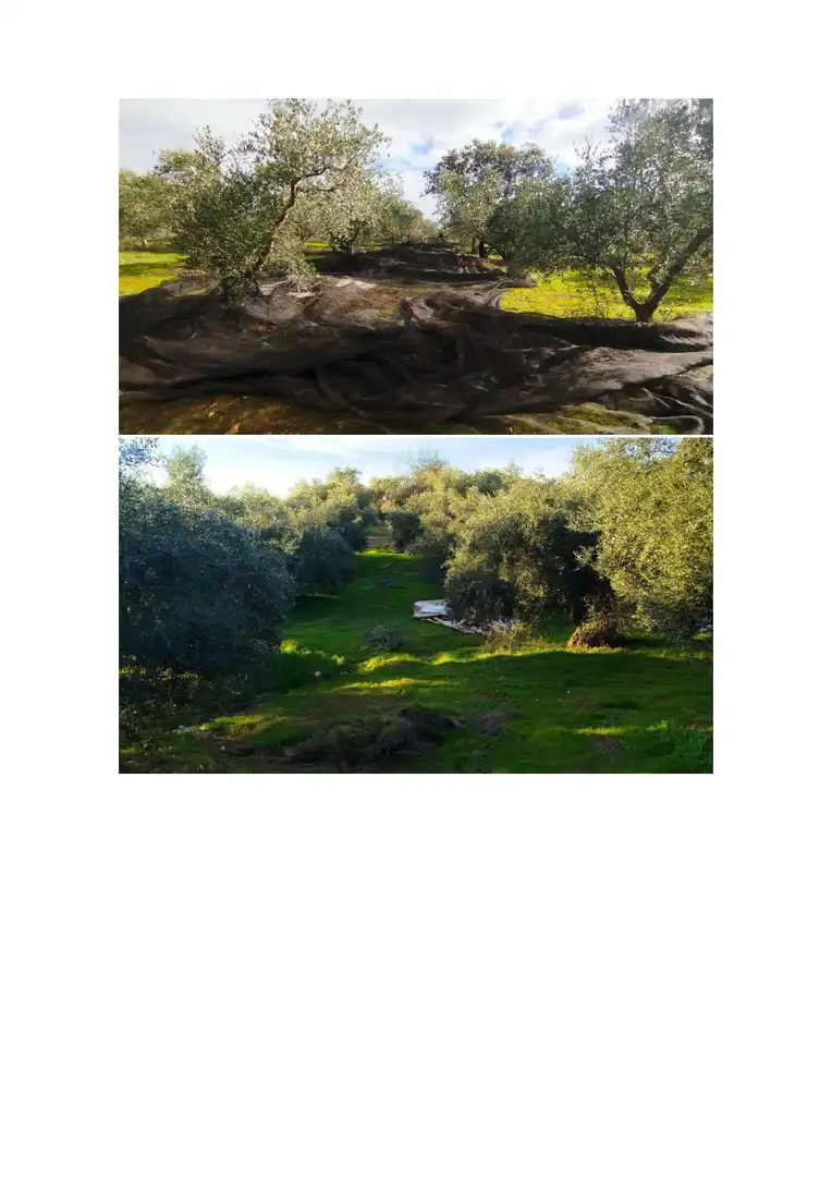Terreno en venta en Hornachuelos