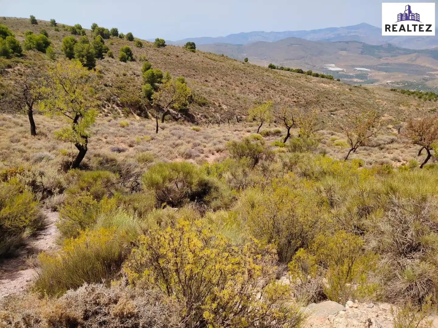 Terrain rustique à vendre à Alcolea, imagen 8