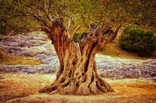 Terreno en Venta en Rossell