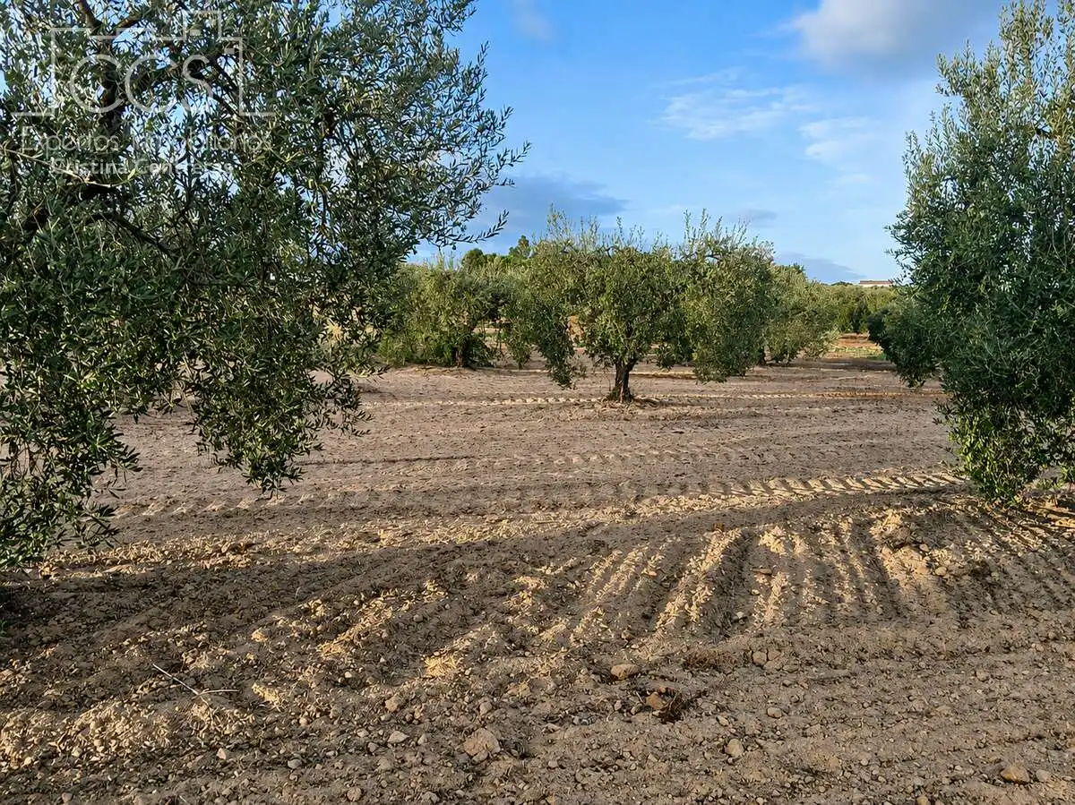 Terreni e lotti in vendita a Almonte ciudad, imagen 12