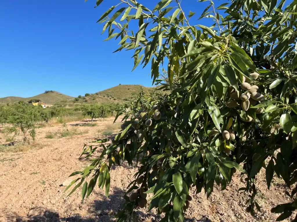 Finca rústica en venda en Pedanías Oeste